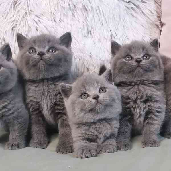 Britská koťata s PP - foto 1