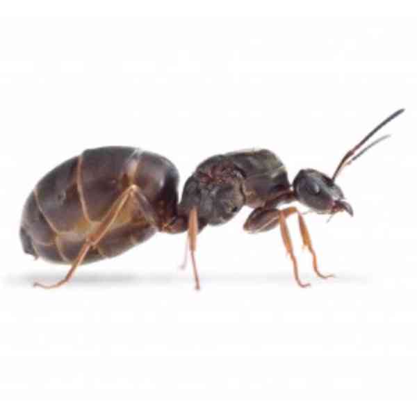 Mravenec královny Lasius niger a Tetramorium sp. - foto 2