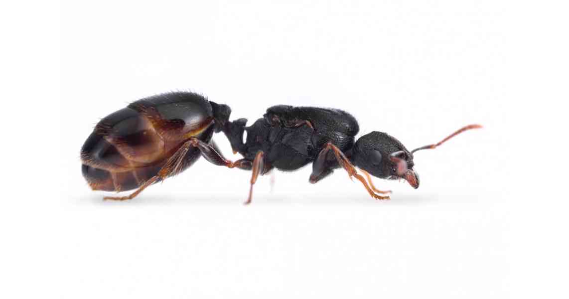 Mravenec královny Lasius niger a Tetramorium sp. - foto 1