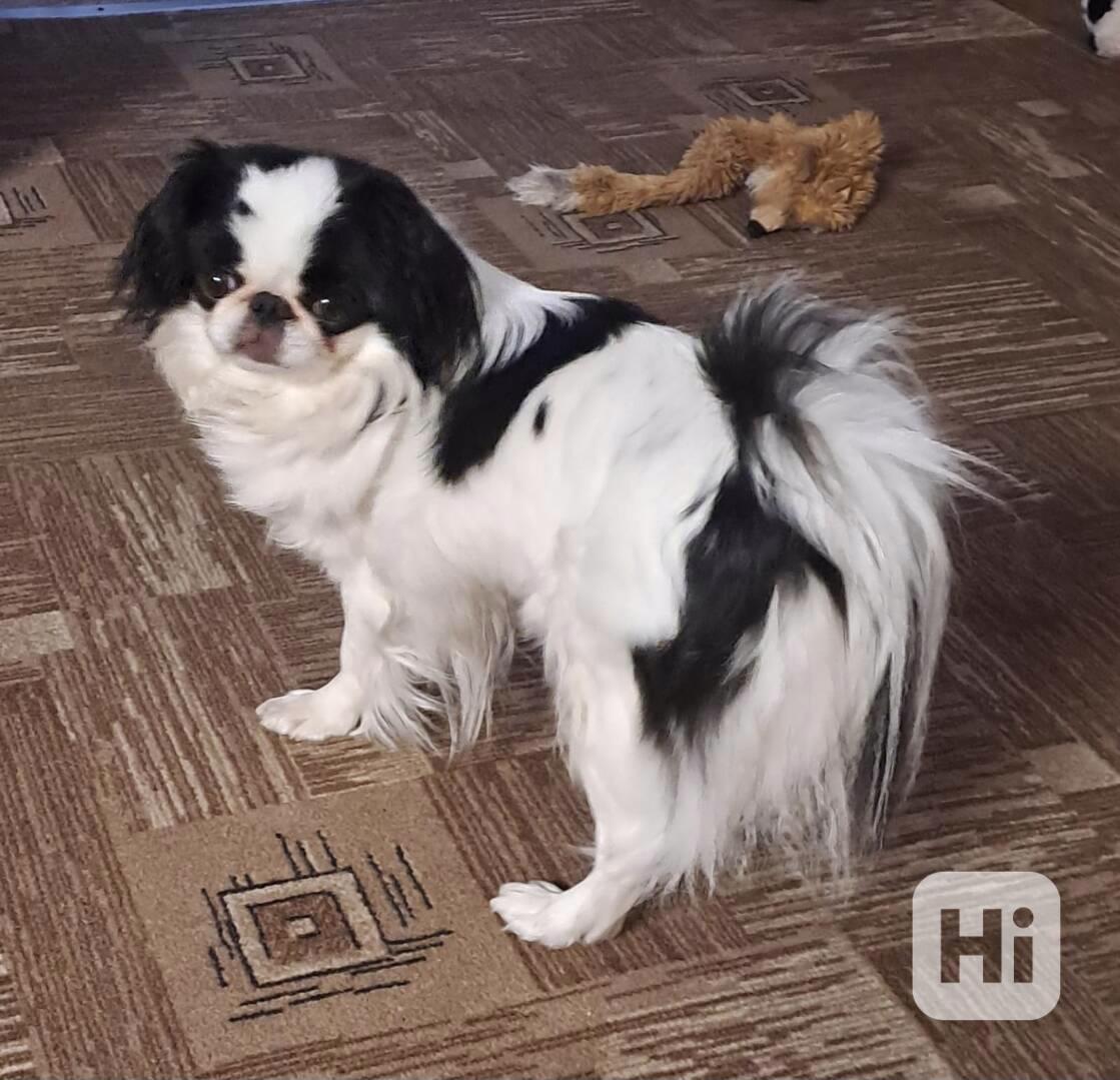 JAPAN CHIN - štěňata s PP - foto 1