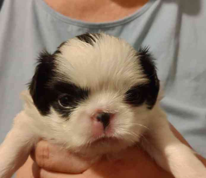 JAPAN CHIN - štěňata s PP - foto 2