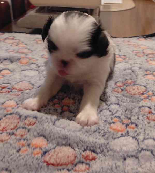 JAPAN CHIN - štěňata s PP - foto 4