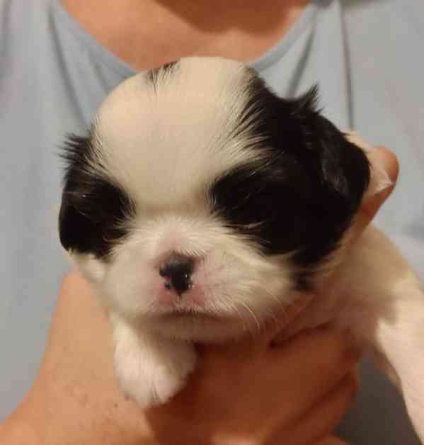 JAPAN CHIN - štěňata s PP - foto 3