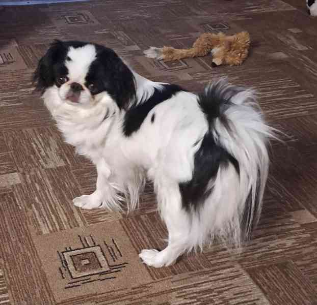 JAPAN CHIN - štěňata s PP - foto 1