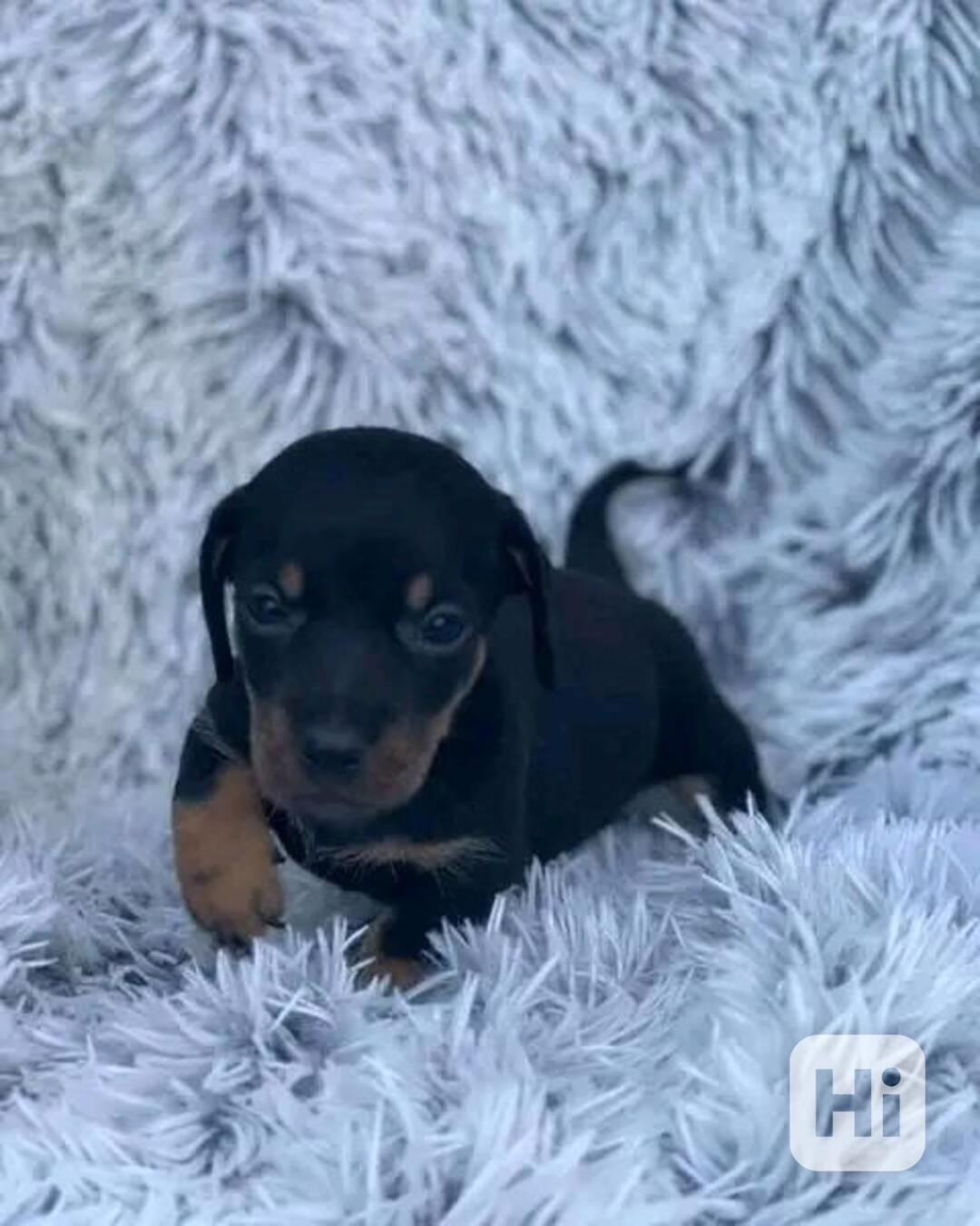 Jezevčík a jezevčí štěňata, úžasná štěňata - foto 1