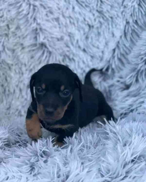 Jezevčík a jezevčí štěňata, úžasná štěňata