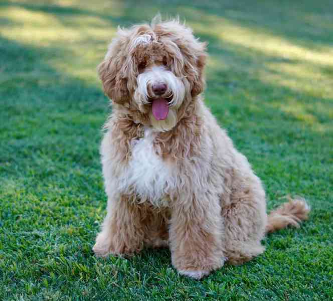 Štěňata labradoodle - foto 1