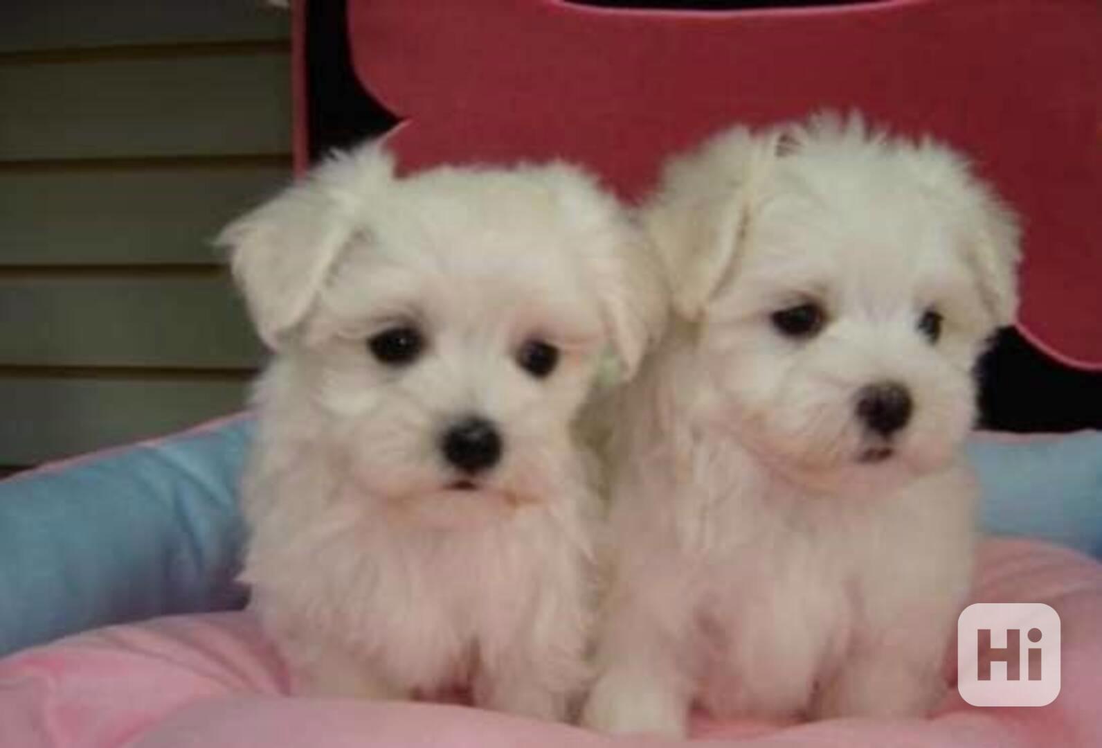 Štěňata maltézského ovčáka plemene Mundemba, samec a samice. - foto 1