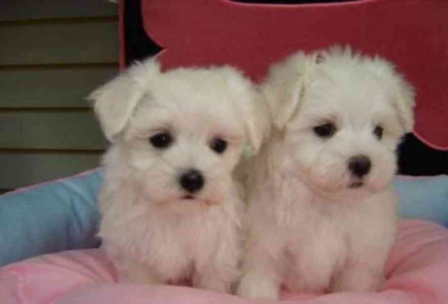 Štěňata maltézského ovčáka plemene Mundemba, samec a samice. - foto 1