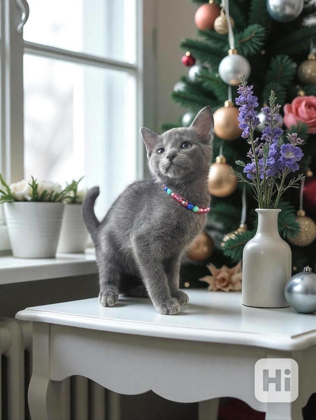 Koťata zdarma hledající milující domov v České republice - foto 1