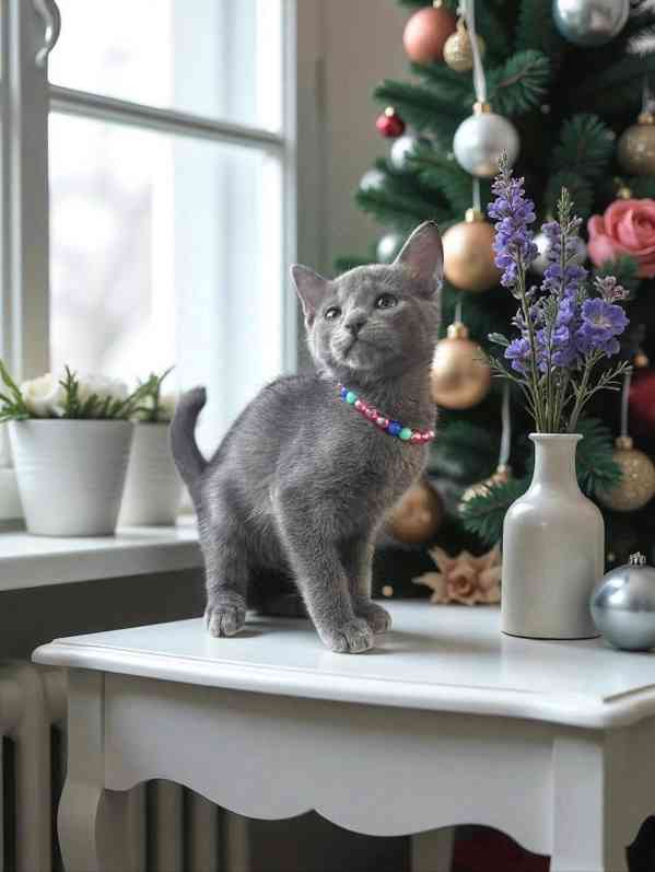 Koťata zdarma hledající milující domov v České republice - foto 1