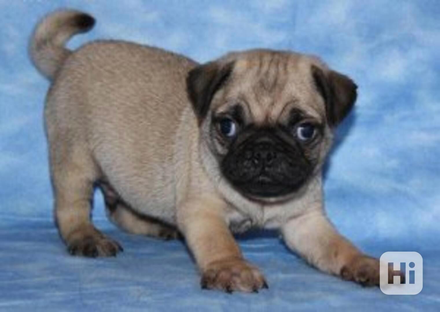 2 štěňata mopse jsou připravena - foto 1