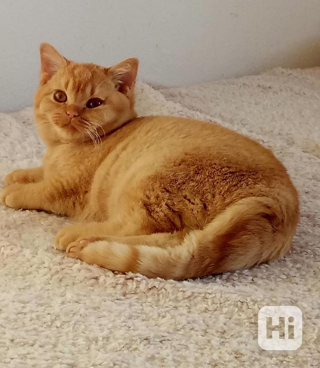 Britský červený kocourek s PP - foto 1