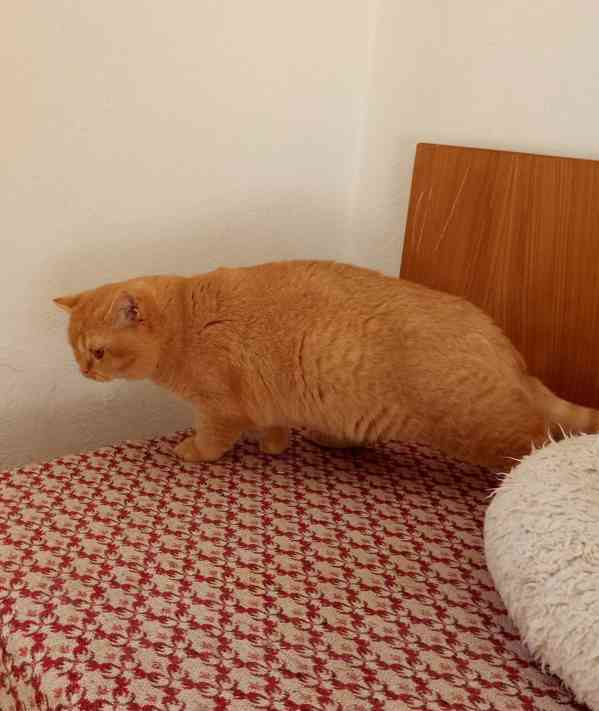 Britský červený kocourek s PP - foto 4