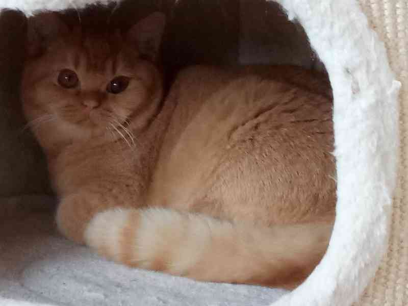 Britský červený kocourek s PP - foto 2