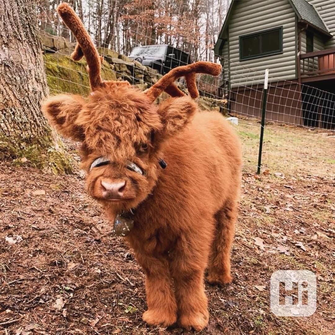 🌿 Mini skotské krásky - foto 1