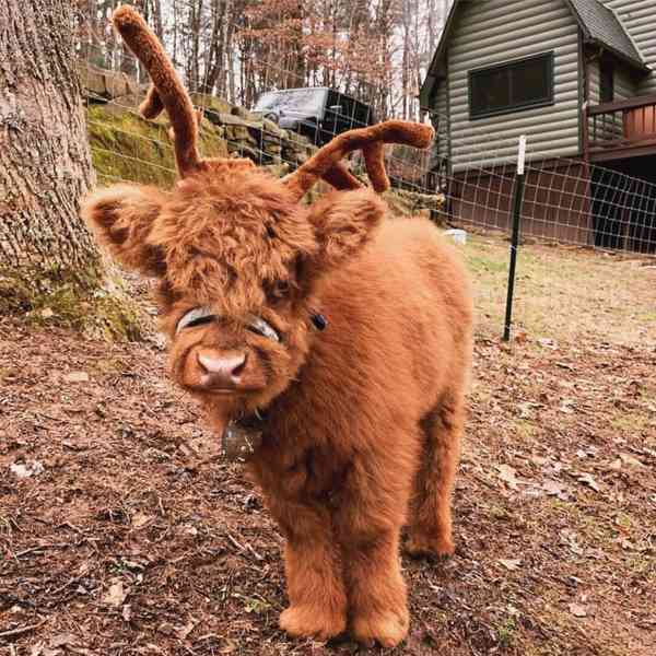 🌿 Mini skotské krásky