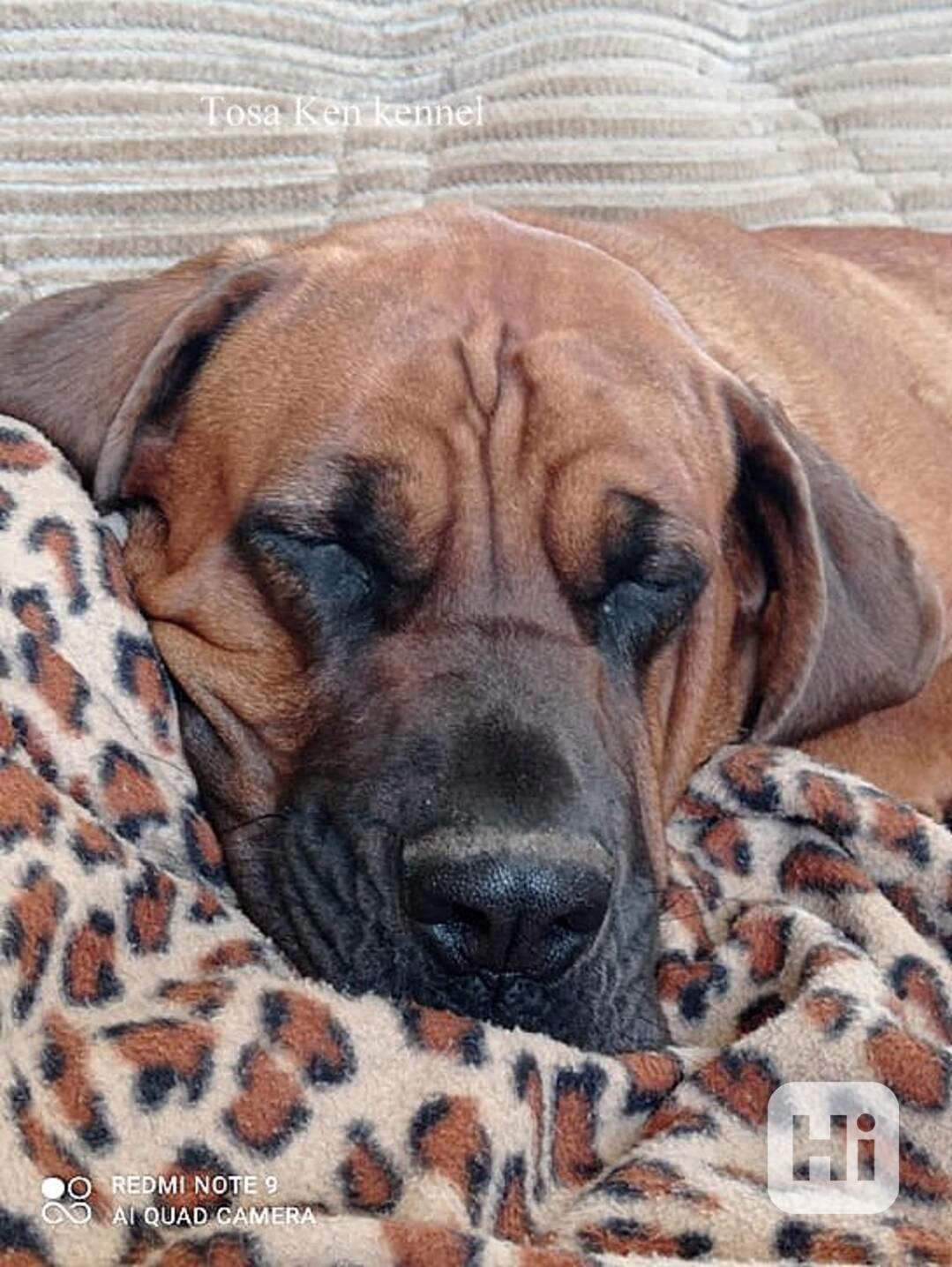 Tosa inu štěňátka s PP - foto 1