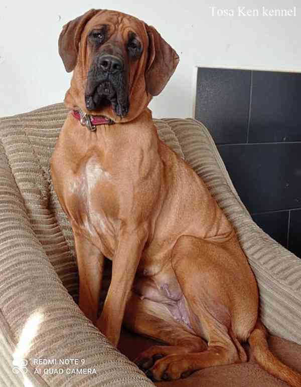 Tosa inu štěňátka s PP - foto 3