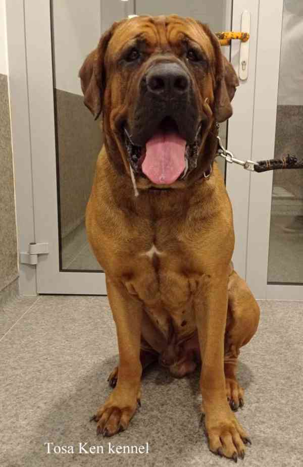 Tosa inu štěňátka s PP - foto 6