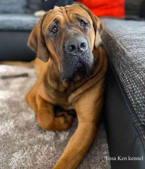 Tosa inu štěňátka s PP - foto 4
