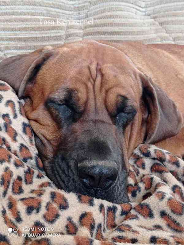 Tosa inu štěňátka s PP - foto 1