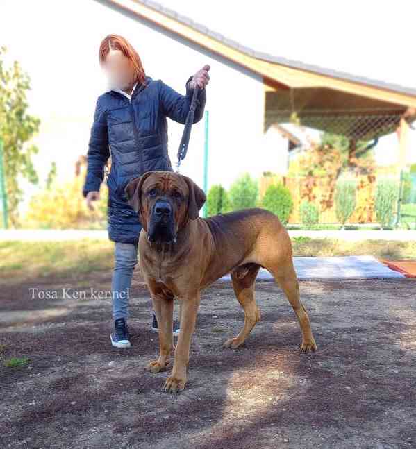 Tosa inu štěňátka s PP - foto 5