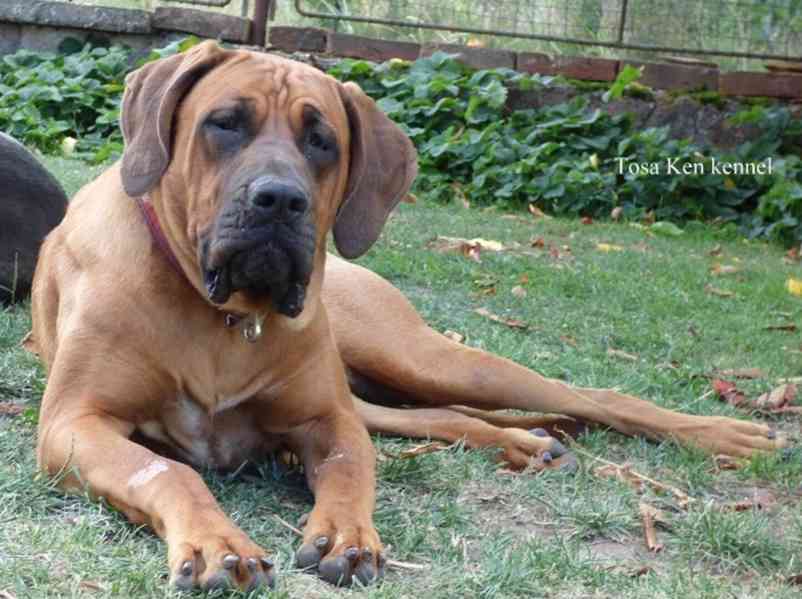 Tosa inu štěňátka s PP - foto 2