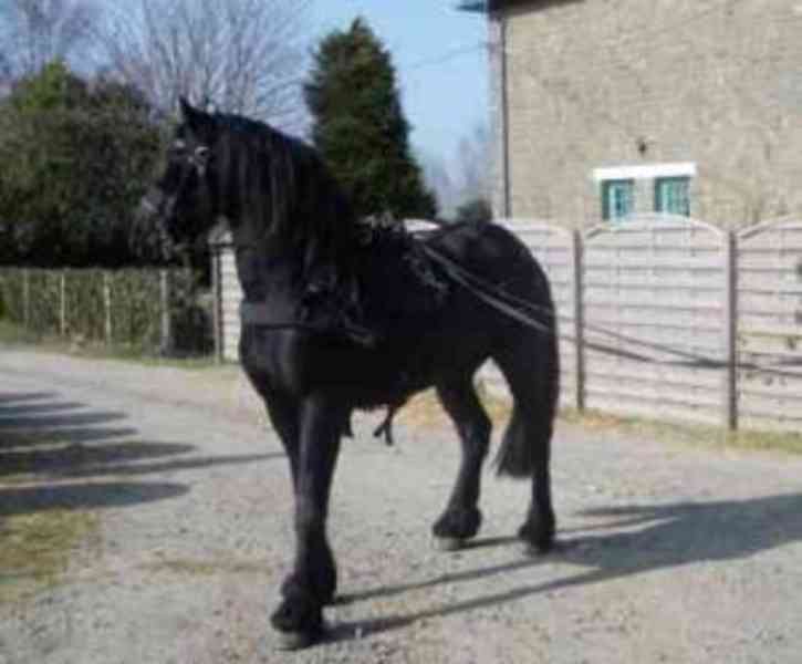 Krásné Fríské Koně K Adopci