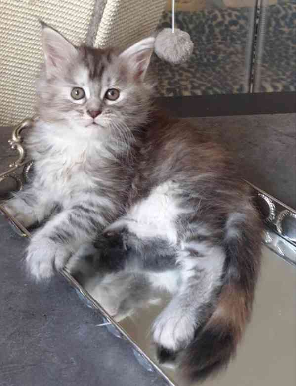 Darování nádherných a rozkošných 2týdenních mainských mývalí - foto 2