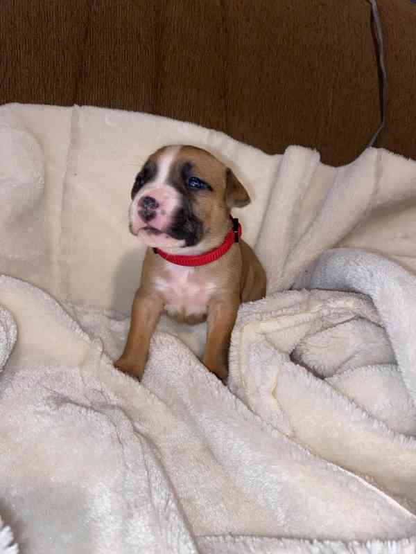 Americký stafordšírský teriér bez PP - foto 1