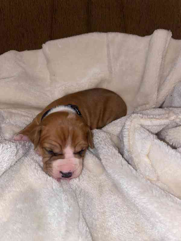 Americký stafordšírský teriér bez PP - foto 4