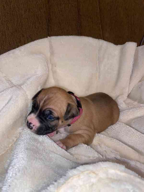 Americký stafordšírský teriér bez PP - foto 2