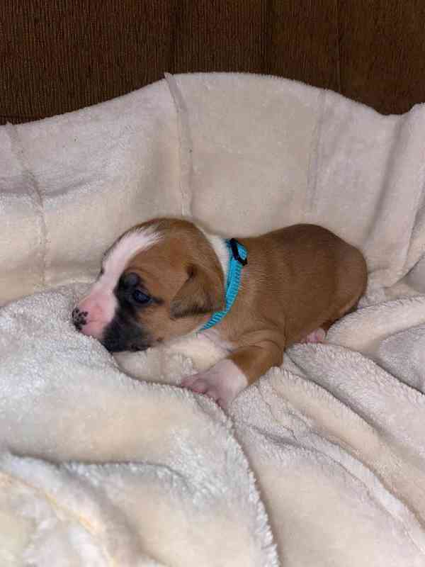 Americký stafordšírský teriér bez PP - foto 3