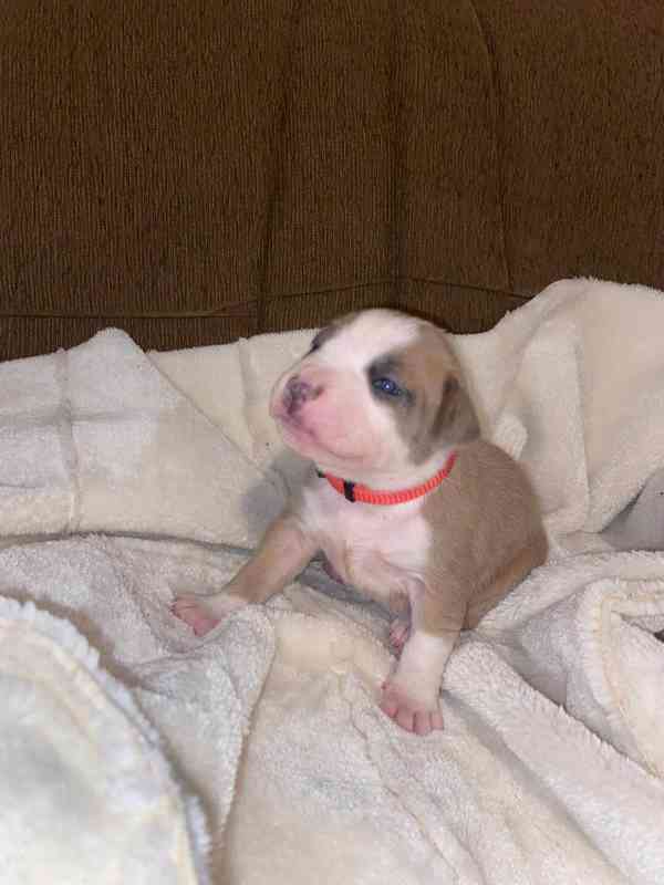 Americký stafordšírský teriér bez PP - foto 7