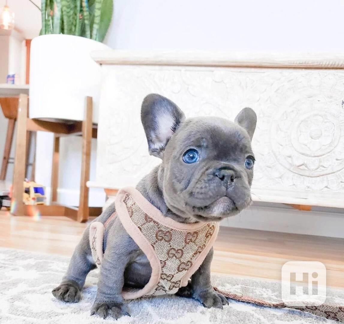 Französische Bulldoggenwelpen. - foto 1