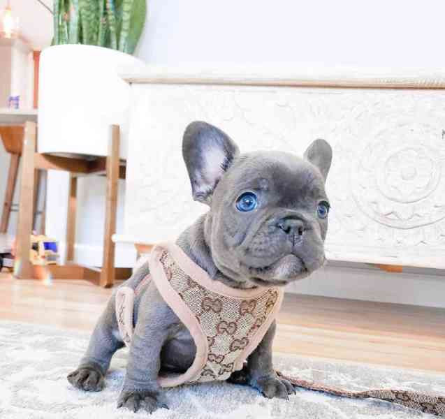 Französische Bulldoggenwelpen.