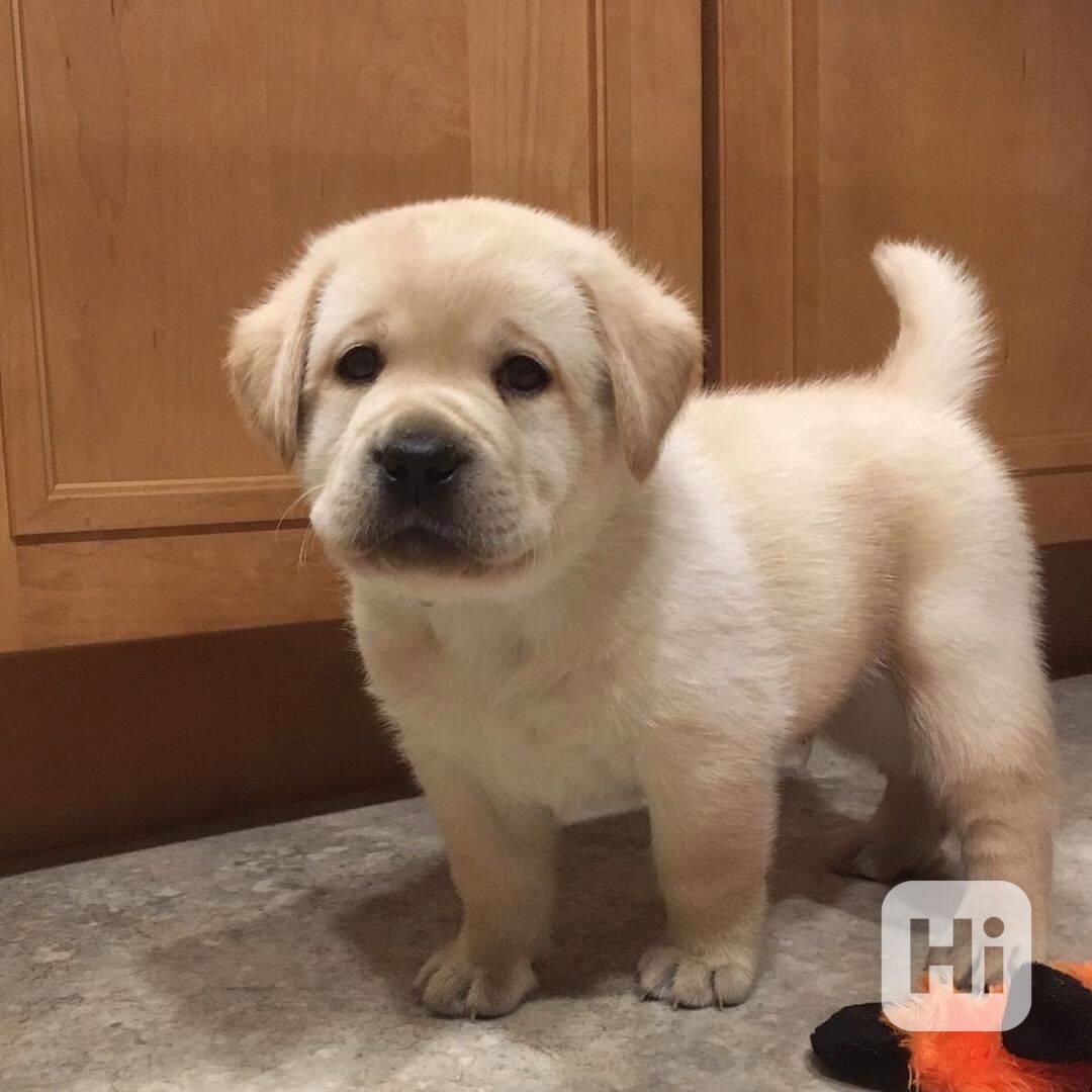 Štěňata labradora - foto 1