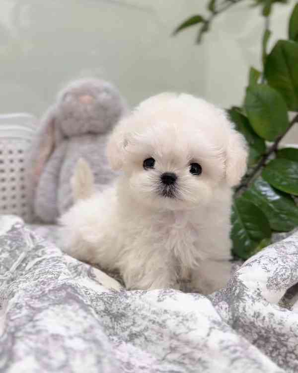 Mini bišonek, na kterého nezapomenete — Podo 🍇 S osobností  - foto 1