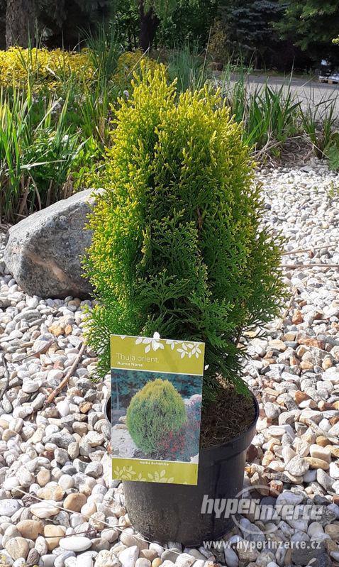 Zakrslá žlutá túje - foto 1