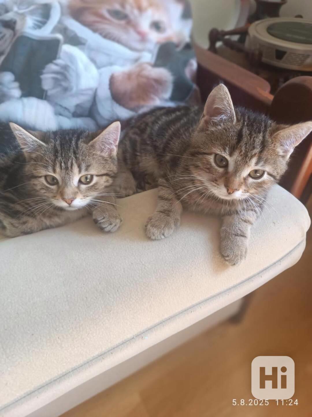 Mourečkové 2,5měsíční, Timi a Theo  - foto 1