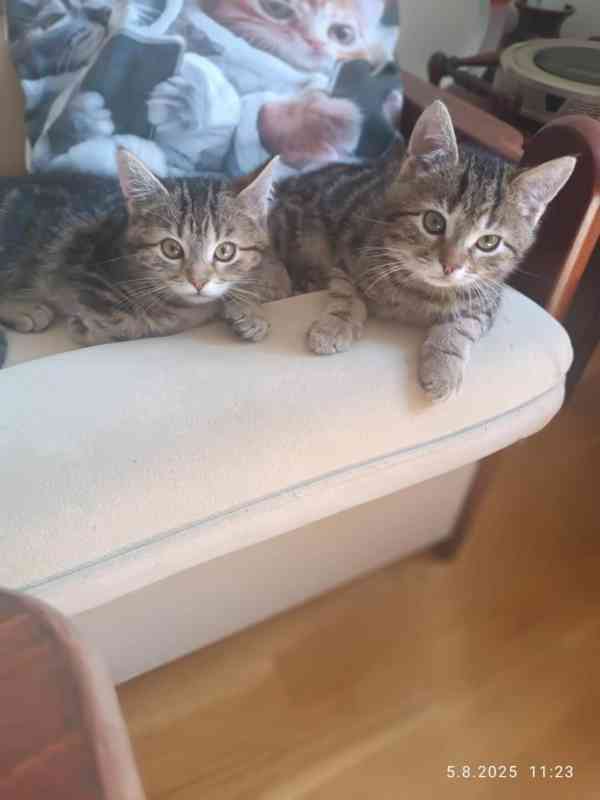Mourečkové 2,5měsíční, Timi a Theo  - foto 2