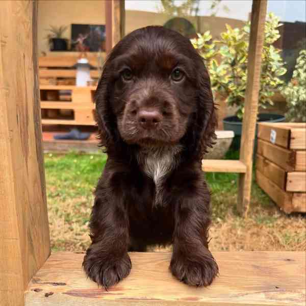 Tato zdravá štěňata kokršpaněla  - foto 1