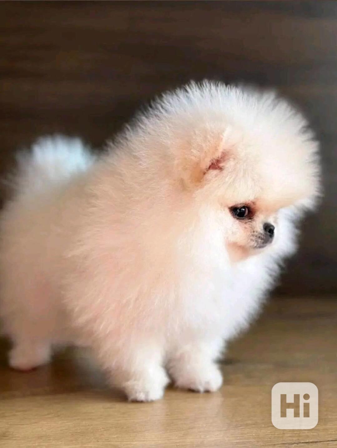  Prodáme krásná štěňata pomeraniana - foto 1