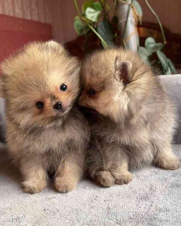  Prodáme krásná štěňata pomeraniana - foto 3