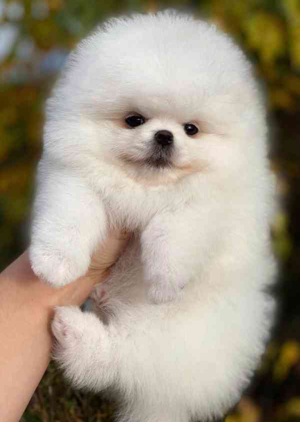  Prodáme krásná štěňata pomeraniana - foto 2