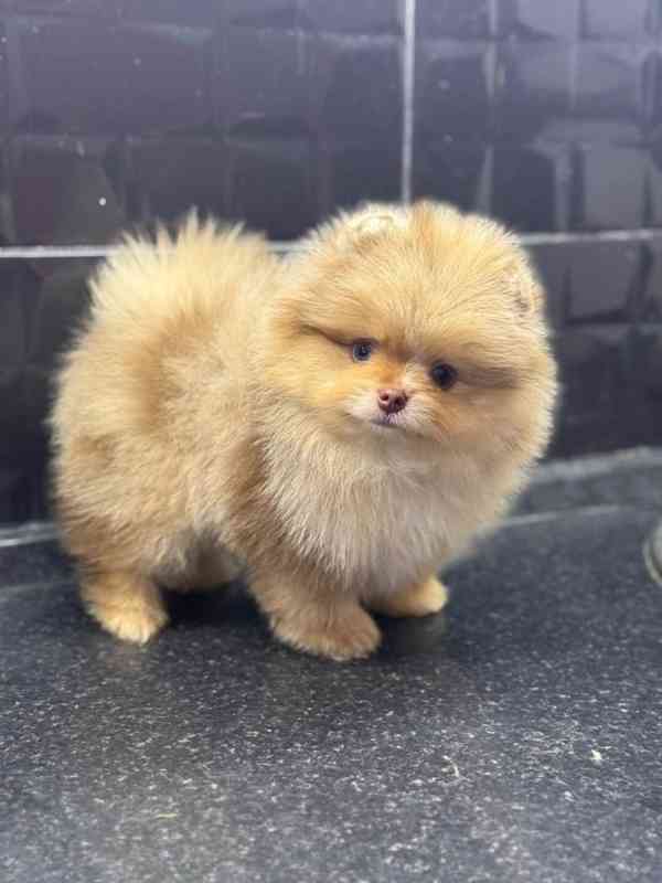 Prodáme krásná štěňata pomeraniana - foto 6