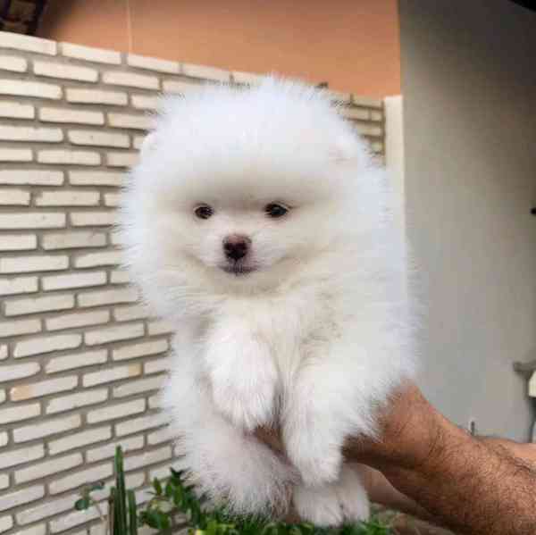  Prodáme krásná štěňata pomeraniana - foto 4