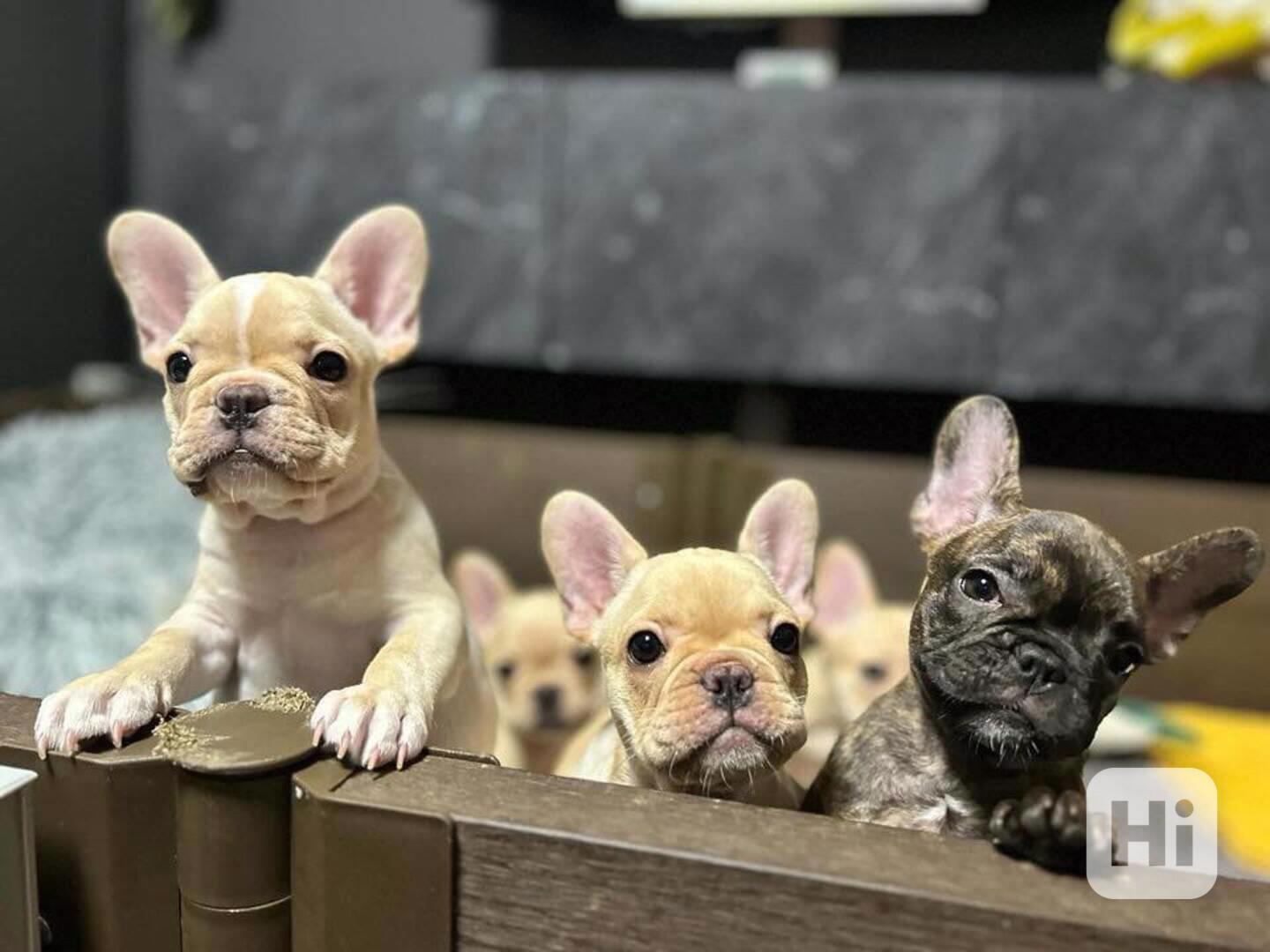  Francouzský buldoček k adopci zdarma - foto 1