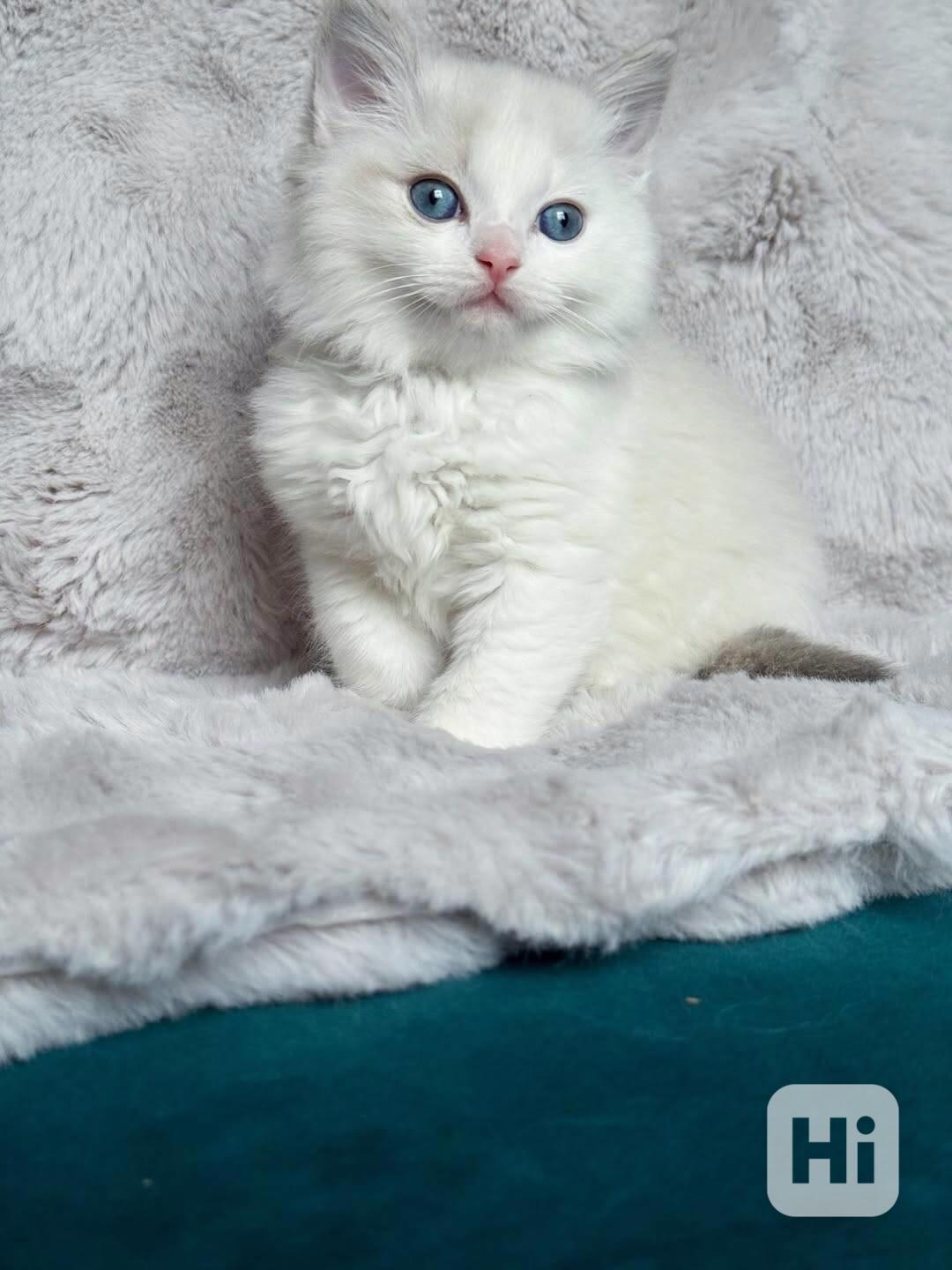 Nádherná koťátka plemene Ragdoll hledají trvalé rodiny - foto 1